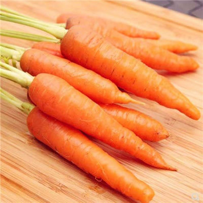the green dotcom Carrot Orange F1 Hybrid Seeds For Gardening/Carrot Seed 181 Seed(181 per packet)