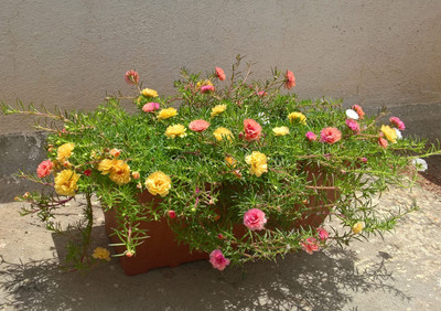 BDSresolve Indian Portulaca flower seeds/Portulaca seeds 80 Seed(80 per packet)