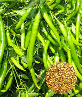 SM Exports 10kg of chilly seeds with 10kg ground cake Seed(10 per packet)