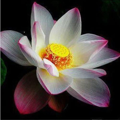 VibeX XLR-6 - Lotus Water Lily Flower - (270 Seeds) Seed(270 per packet)