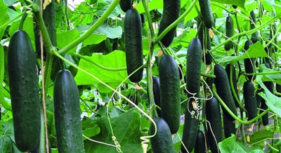 Quentova Cucumber, Marketer Cucumber Seeds-CuC_1182 Seed(250 per packet)