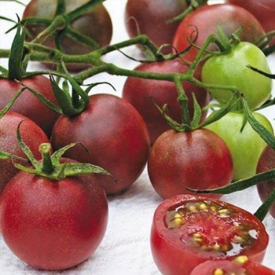 KANAYA Tomato Black Opal Seed(700 per packet)