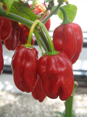 KNESSiN Non GMO HABANERO RED CHILLI Vegetable Seeds for Garden-(2400 Seeds) Seed(2400 per packet)