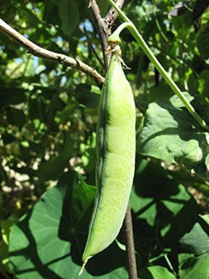CYBEXIS Capucijners Pea Vegetable Seeds800 Seeds Seed(800 per packet)