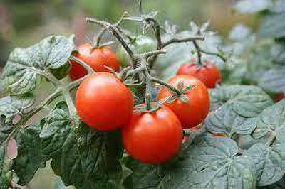 Oliver HYBRID F1 QUALITY TOMATO SEEDS Seed(65 per packet)
