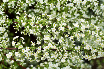 MAA gypsophila flower Seed(200 per packet)