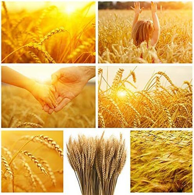 Biosnyg Organic White Hard Wheat Seeds Ideal for Indoor Growing-(5000 Seeds) Seed(5000 per packet)