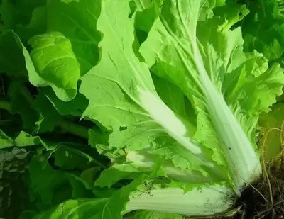 MAA Chinese Cabbage, Napa Seed(40 per packet)