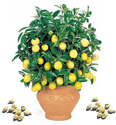 SUAA Lemon seeds for planting Seed(20 per packet)