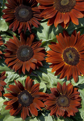 CYBEXIS HUA-99 - Chianti Sunflower - (150 Seeds) Seed(150 per packet)