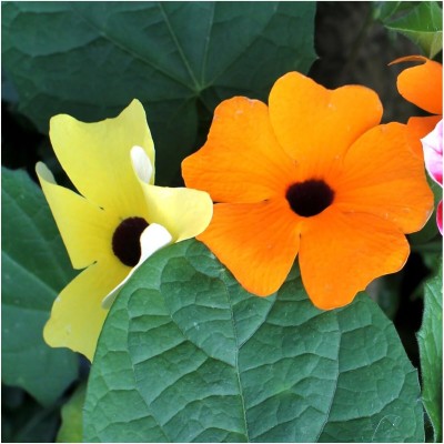 Biosnyg NYZ-60 Black Eyed Susan Vine Mix (Thunbergia alata)-[200 Seeds] Seed(200 per packet)