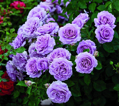 LPR GULAB ,ROSE Seed(300 per packet)
