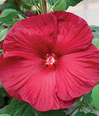 CYBEXIS Hibiscus, Honeymoon Red 400 Seeds Seed(400 per packet)