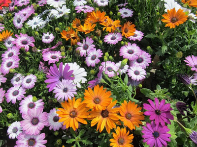 Aywal Dimorphotheca Mix Flower Non-GMO Seed(70 per packet)