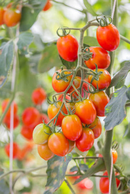 Bahan tomato Seed(100 per packet)