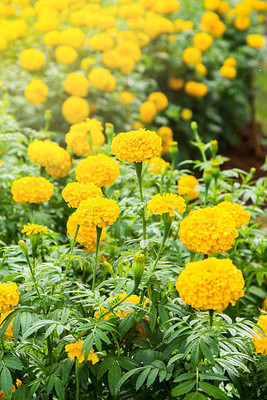 Rani Sati Creation marigold/gende ka phool flower seeds Seed(50 per packet)