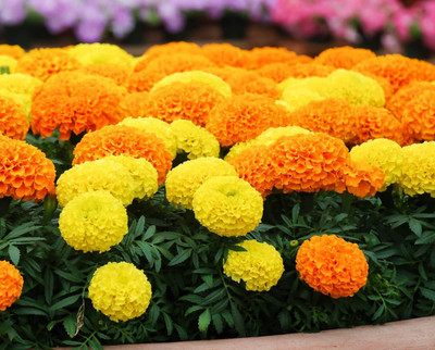 VibeX PUAS-60 - Marigold Cracker Jack - (250 Seeds) Seed(250 per packet)