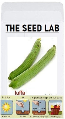 KNESSiN LXI-38 Sponge Gourd Seed(50 per packet)