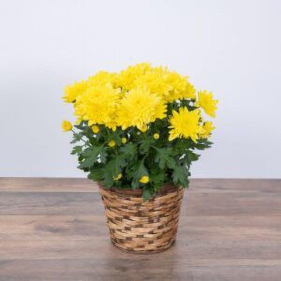 Mozette Chrysanthemum flower Seed(29 per packet)