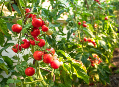 Treepoint tomato Seed(120 per packet)