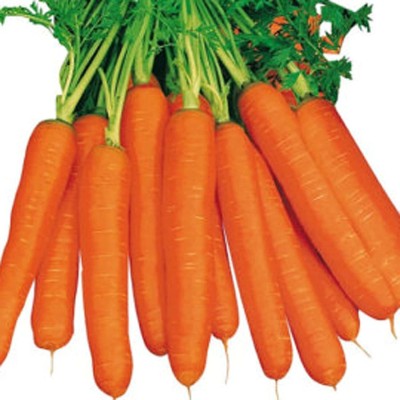 AloGardening ® Carrot Early Nineties Seeds-250 Seed Seed(250 per packet)