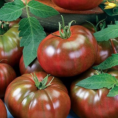 Qualtivate RES-7A Chef's Choice Black Tomato Seed(300 per packet)