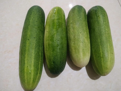 Aywal High Germination Seeds Burpless Hothouse Cucumber Seed(140 per packet)