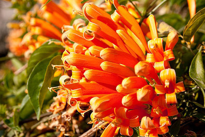 SENECIO kanakambaram-firecracker-crossandra Seed(33 per packet)