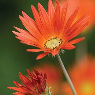 CYBEXIS LXI-56 - Daisy Orange Mixed - (60 Seeds) Seed(60 per packet)