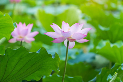 MG ALL IN ONE lotus,kamal gatta Seed(11 per packet)