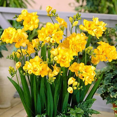 zabbus Freesia Flower Bulbs for Summer Season Yellow Seed(5 per packet)