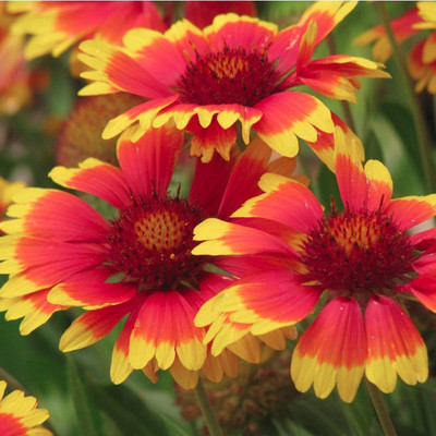 Avysa Goblin Gaillardia Plant (Blanket Flower) Seed(40 per packet)