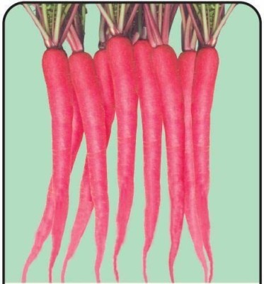 Lorvox Red Long Radish (Mooli) Vegetable (मूली के बीज) Seed(675 per packet)