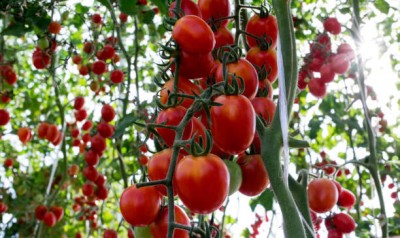 Alberts tomato Seed(60 per packet)