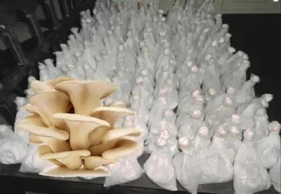 MAA Mushroom Seed(40 per packet)
