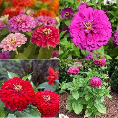 ibains zinnia double flower seeds 32 Seed(32 per packet)