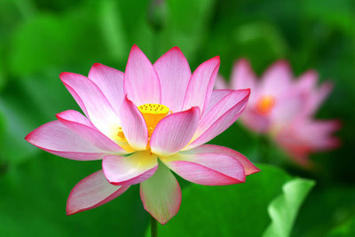 Sakuntala Hybrid Seeds lotus,kamal gatta Seed(11 per packet)