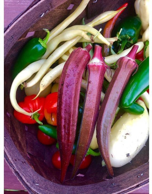 Quentova Red Burgundy Okra Seeds-NDIR-9X Seed(250 per packet)