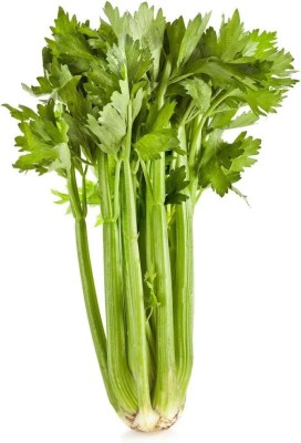 VibeX ® VMR-179 Green Leaf Stalk Celery Celeriac Seed(500 per packet)