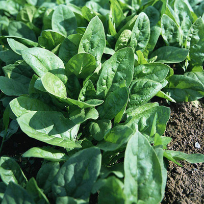 CYBEXIS Spinach Seed(4000 per packet)