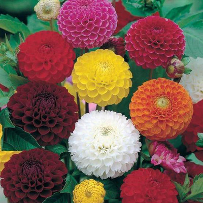 LiveNature Dahila Mix Color Flower Seeds-100 Seed(1 per packet)