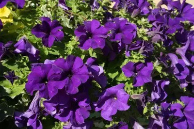 Aro Petunia Seed(80 per packet)