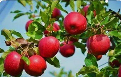 SHYAM HRMN 99 Apple Ber Plant. Seed(1 per packet)