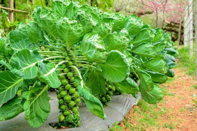 WILLVINE AMR -I Brussels Sprouts Imported Long Island [5g] Seed(1500 per packet)