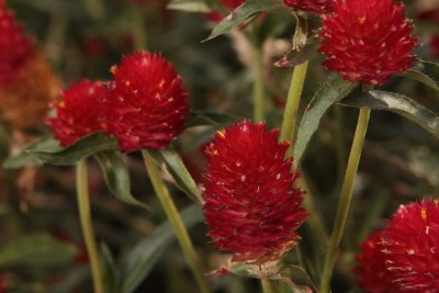 Aywal Gomphrena White / Globe amaranth / Gomphrena globosa White Flower Seed(20 per packet)