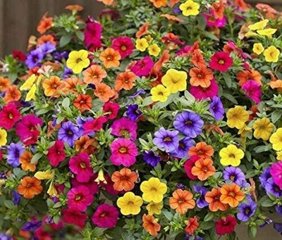 Lorvox Double hollyhock flower seeds all colour Seed(70 per packet)
