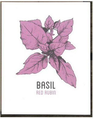 WILLVINE XLR-91 Basil Red Rubin Seeds Seed(2000 per packet)