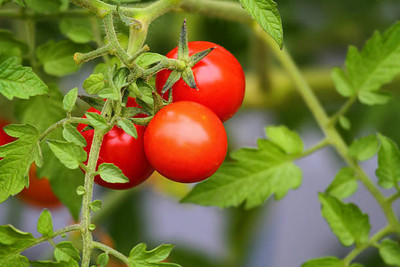 ENTENT tomato Seed(90 per packet)