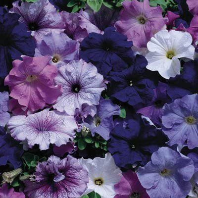 CYBEXIS Nautical Petunia Seeds Mix Seed(1 g)