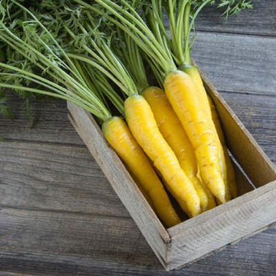 CYBEXIS LXI-73 - Carrot Gold Nugget (Yellow) - (2250 Seeds) Seed(2250 per packet)